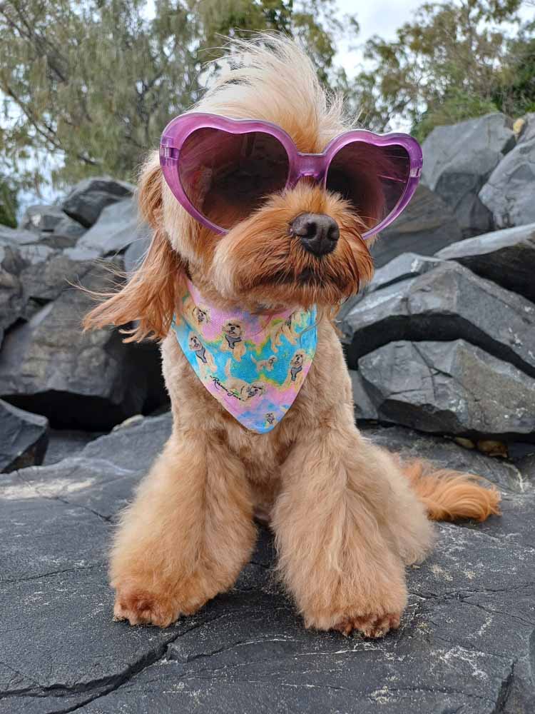 Krazy Jazz Pet Bib