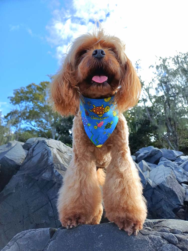 Happy Turtles Pet Bib