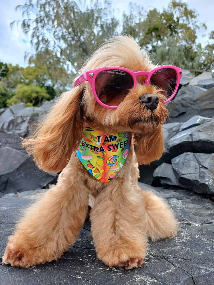 Sweet Treats Pet Bib